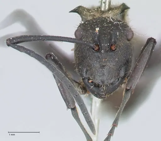 Polyrhachis decipiens - FOCOL2623