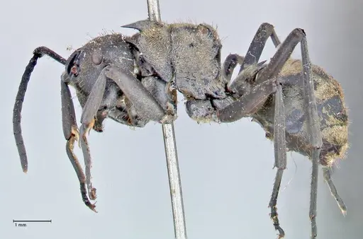 Polyrhachis decipiens - FOCOL2623