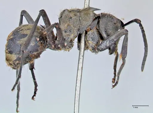 Polyrhachis decipiens - FOCOL2623