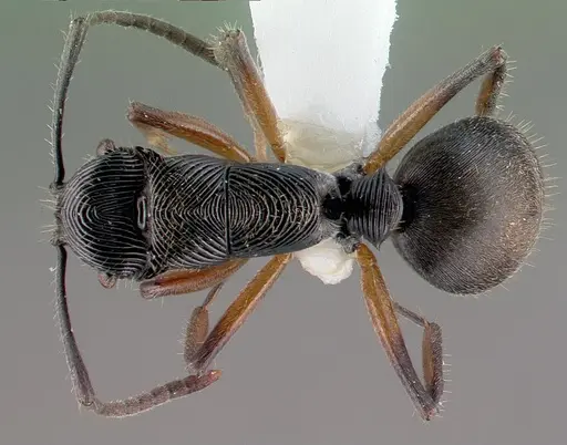 Polyrhachis decora specimen