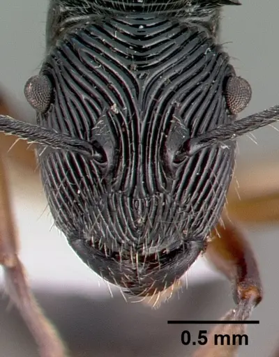 Polyrhachis decora specimen