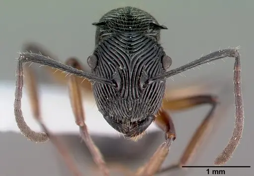 Polyrhachis decora specimen