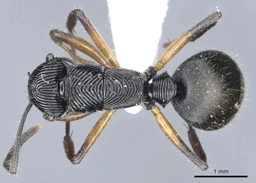 Polyrhachis decora - CASENT0903316