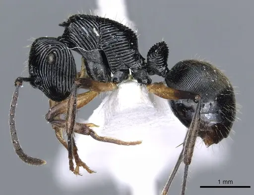 Polyrhachis decora - CASENT0903316