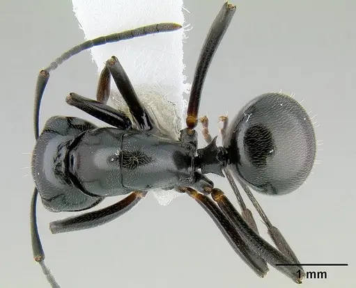 Polyrhachis decumbens specimen