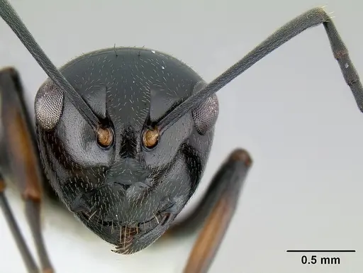 Polyrhachis decumbens specimen
