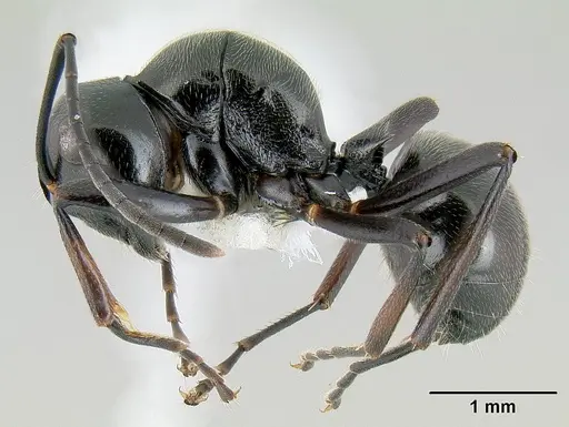Polyrhachis decumbens specimen