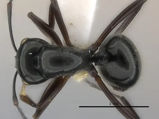 Polyrhachis decumbens - CASENT0217424