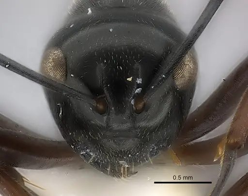 Polyrhachis decumbens - CASENT0217424