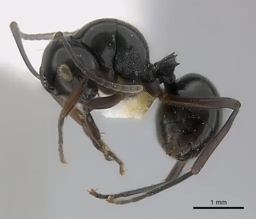 Polyrhachis decumbens - CASENT0217424