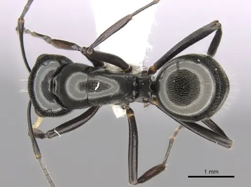 Polyrhachis decumbens - CASENT0281364