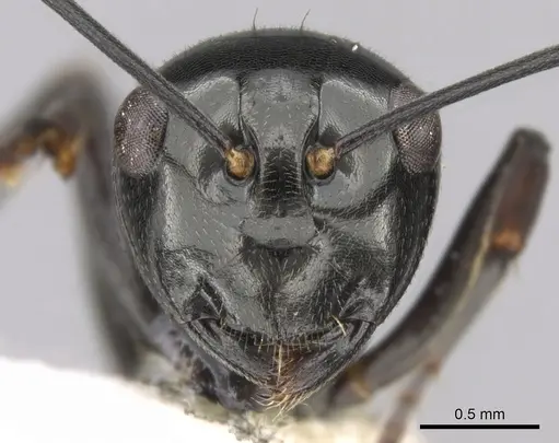 Polyrhachis decumbens - CASENT0281364
