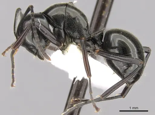 Polyrhachis decumbens - CASENT0281364