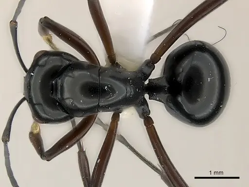Polyrhachis delicata specimen