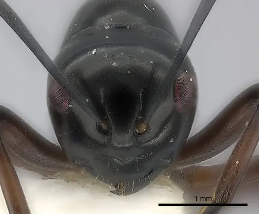 Polyrhachis delicata specimen
