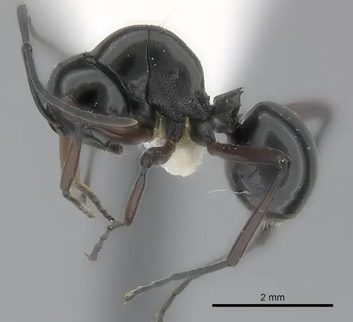 Polyrhachis delicata specimen