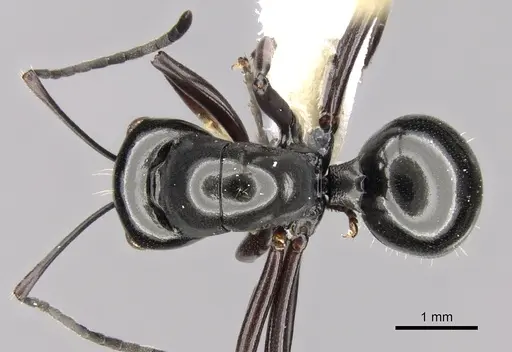 Polyrhachis delicata - CASENT0281363