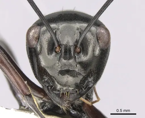 Polyrhachis delicata - CASENT0281363