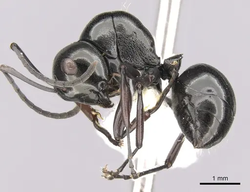 Polyrhachis delicata - CASENT0281363