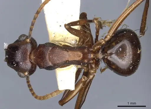 Polyrhachis delicata - CASENT0903325