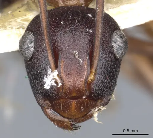 Polyrhachis delicata - CASENT0903325