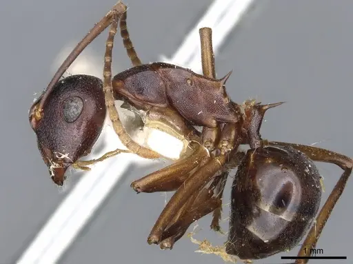 Polyrhachis delicata - CASENT0903325