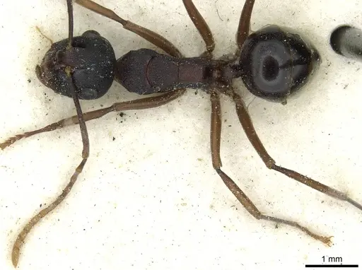 Polyrhachis delicata - CASENT0912163