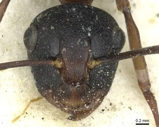 Polyrhachis delicata - CASENT0912163