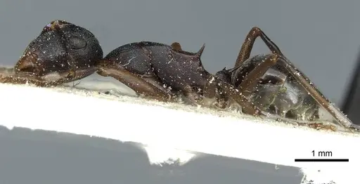 Polyrhachis delicata - CASENT0912163
