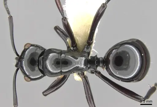 Polyrhachis demangei specimen