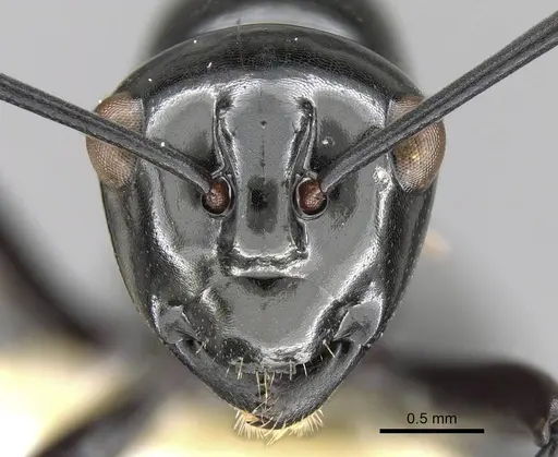 Polyrhachis demangei specimen