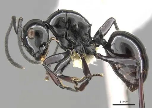 Polyrhachis demangei specimen