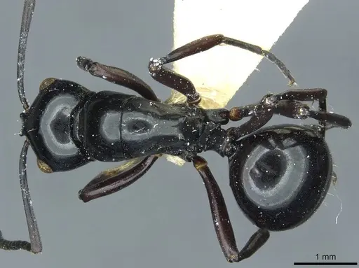 Polyrhachis demangei - CASENT0912100