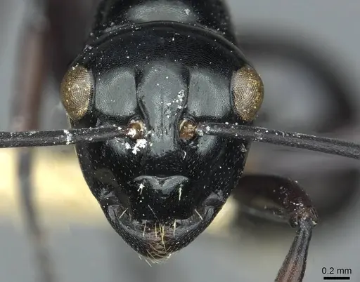 Polyrhachis demangei - CASENT0912100