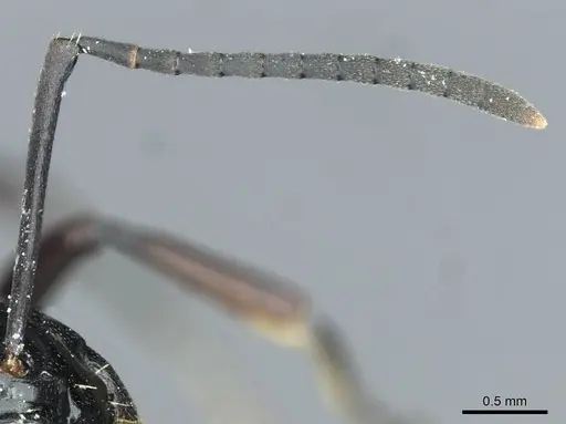 Polyrhachis demangei - CASENT0912100