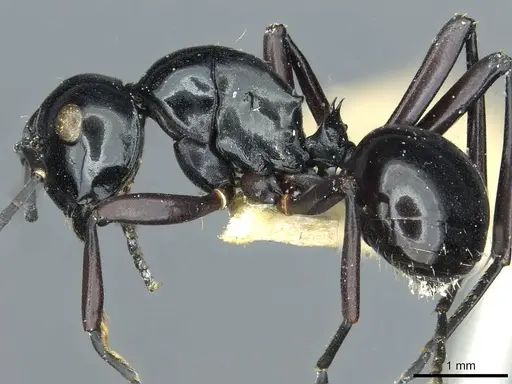Polyrhachis demangei - CASENT0912100