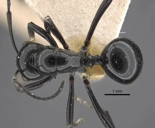 Polyrhachis demangei - CASENT0917293