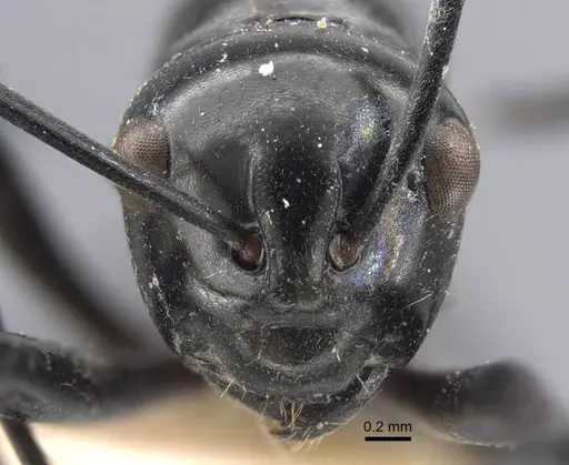 Polyrhachis demangei - CASENT0917293