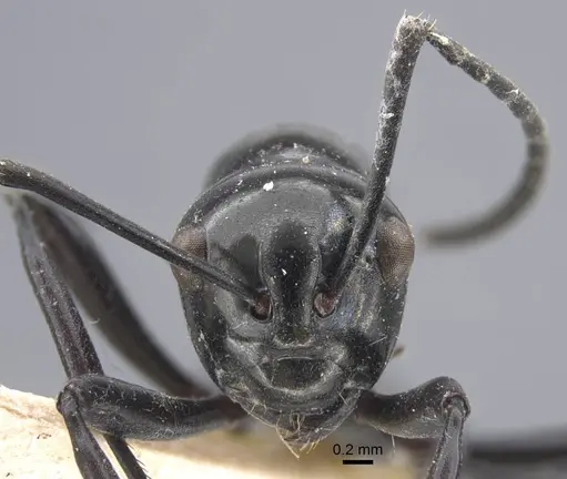 Polyrhachis demangei - CASENT0917293