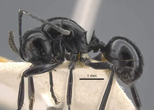 Polyrhachis demangei - CASENT0917293
