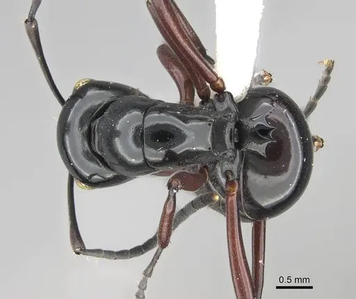 Polyrhachis demangei - CASENT0919852