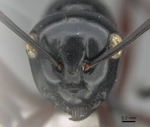 Polyrhachis demangei - CASENT0919852