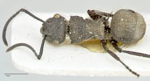 Polyrhachis denselineata specimen