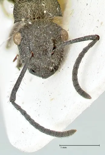 Polyrhachis denselineata specimen