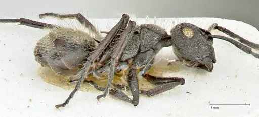 Polyrhachis denselineata specimen