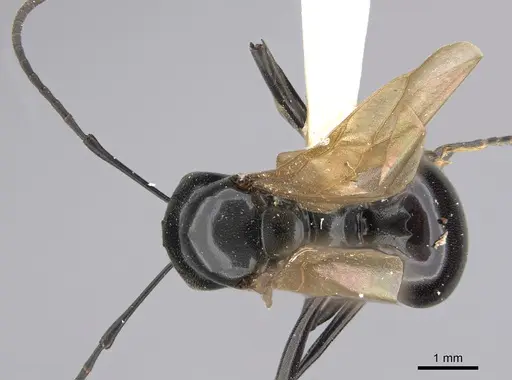 Polyrhachis dentata specimen