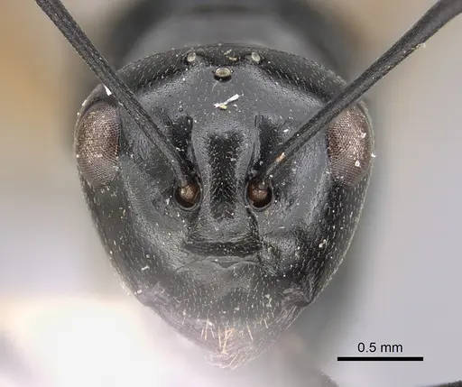 Polyrhachis dentata specimen
