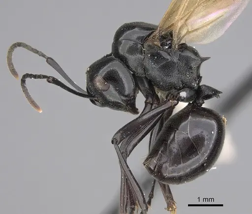 Polyrhachis dentata specimen