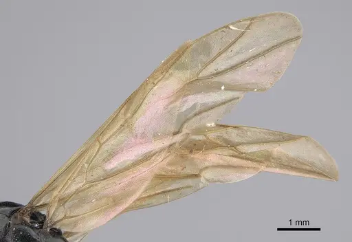 Polyrhachis dentata - CASENT0923489