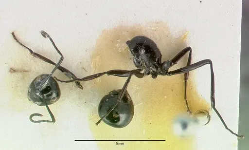 Polyrhachis dentata - CASTYPE06935-01